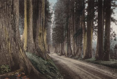 Japon, c.1912 : Route des Cryptomerias, Nikko - Photographer Japanese
