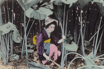 Japon, vers 1912 : Enorme Rhubarbe des marais, plante sauvage, Akita (photo) - Photographer Japanese