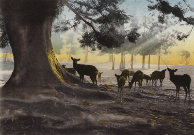 Japon, vers 1912 : Terrain du temple Kasuga avec des cerfs apprivoisés en liberté, Nara (photo) - Photographer Japanese