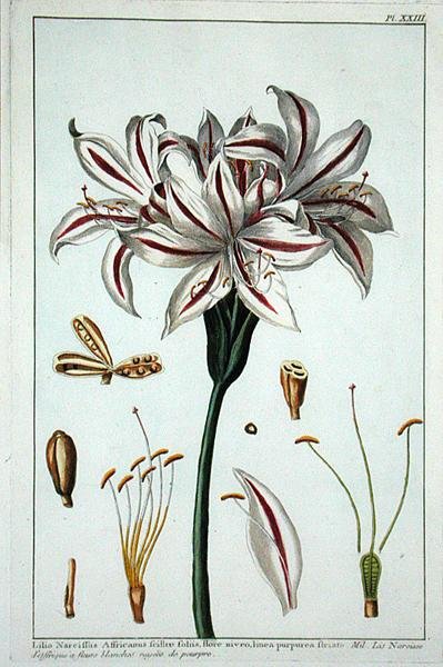 Lilio Narciffus Affricanus de 
