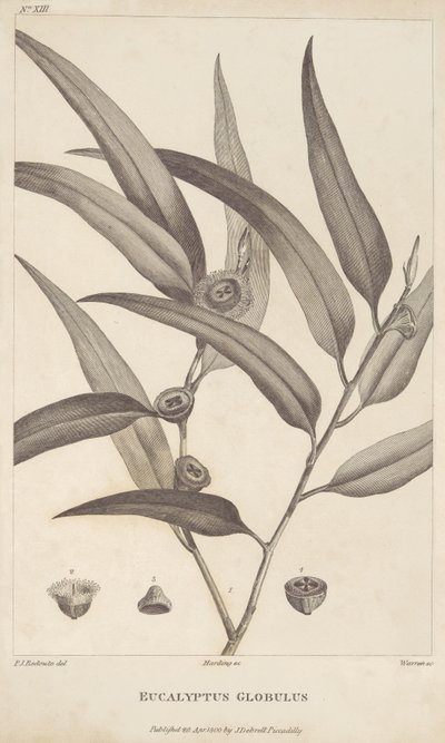 Eucalyptus Globulus de 