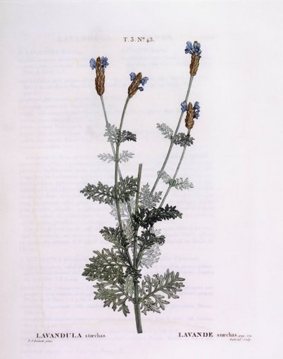 Lavande française (Lavandula stoechas), Henry Louis Duhamel du Monceau, planche botanique par Pierre Joseph Redouté - Pierre Joseph Redouté