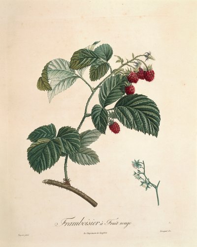 Framboise par Pierre Joseph Redouté - Pierre Joseph Redouté