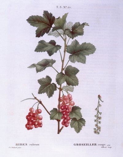 Groseille rouge (Ribes rubrum), Henry Louis Duhamel du Monceau, planche botanique par Pierre Joseph Redouté - Pierre Joseph Redouté