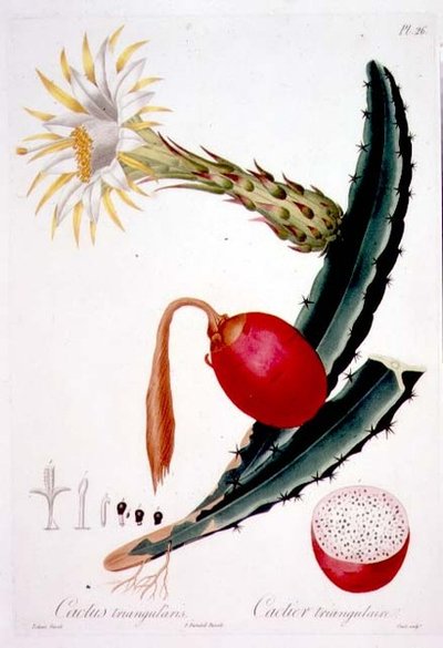 Cactus Triangularis, planche 26 de 