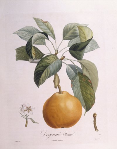 Poire "Doyenné roux", planche botanique par Pierre Antoine Poiteau - Pierre Antoine (after) Poiteau