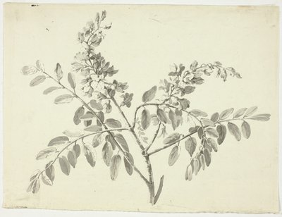 La branche fleurie - Pierre Antoine Mongin