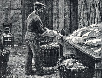 Cuir : fente des peaux de lapin pour faire du cuir Gravure tirée de 