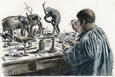 Taxidermie : Un taxidermiste empaille des animaux dans son atelier Gravure de Excursion à travers les métiers par Pierre Calmette Collection privée - Pierre Calmettes