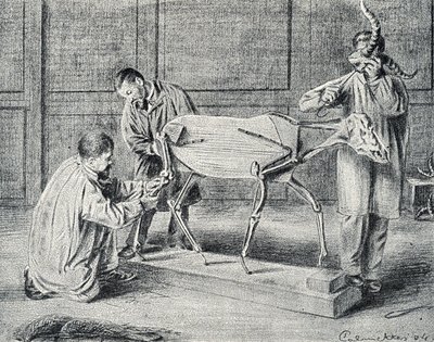 Taxidermie : taxidermistes préparant le squelette artificiel dans l