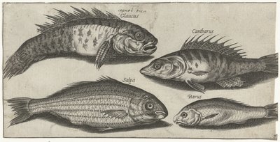 Poisson - Pierre Firens