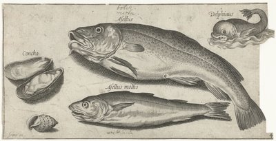 Morue, merlan, un dauphin et des coquillages - Pierre Firens