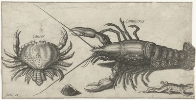 Homard, crabe, salamandre et une coquille, Poissons (titre de la série), Piscivm vivae icones (titre de la série) - Pierre Firens