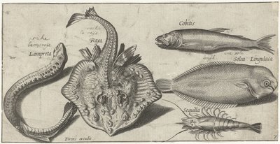 Raie, lamproie, crevette et deux autres poissons (Poissons) - Pierre Firens