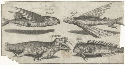 Poisson volant, grondin, poisson-limace et un morse - Pierre Firens