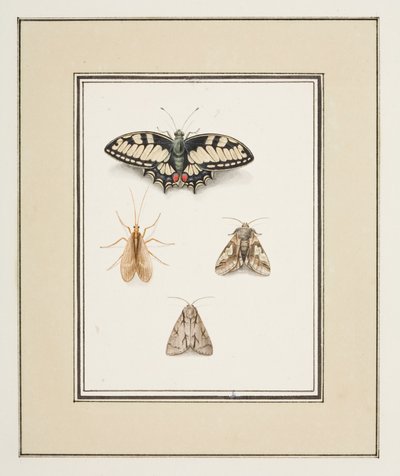 Papillon Machaon, éphémère et deux papillons de nuit, c.1755-65 - Pierre Francois Ledoulx