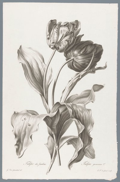Tulipe - Pierre François Legrand