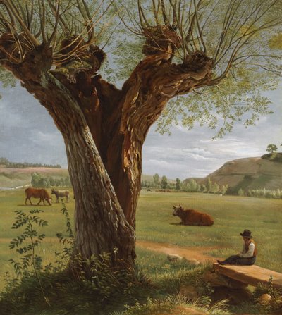 Saule têtard - Pierre Jean Boquet