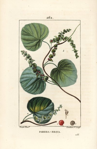 Abuta - Vigne sauvage ou abuta - Pierre Jean Francois Turpin