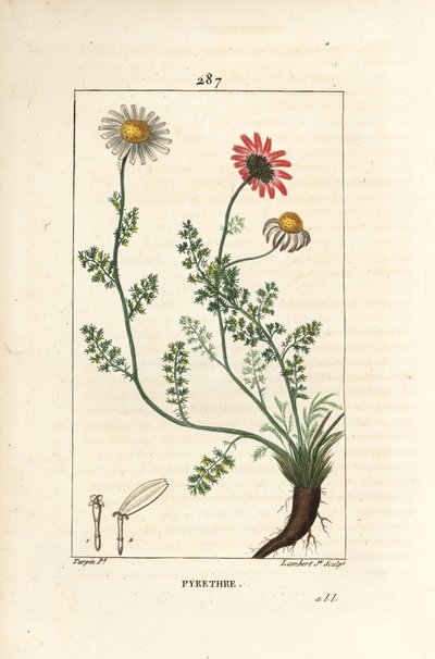Pyrèthre d