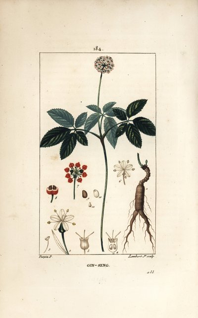Ginseng américain - Pierre Jean Francois Turpin