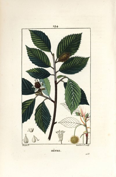 Hêtre - Pierre Jean Francois Turpin