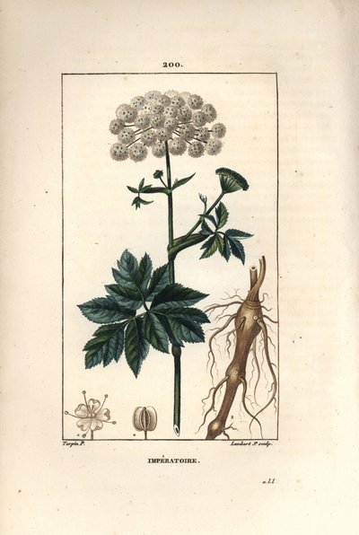 Benzoin ou impératoire - Masterwort, Imperatoria ostruthium, avec fleur, feuille et racine. Gravure en taille-douce en couleur par Lambert Junior d