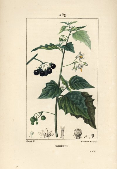 Morelle noire - Pierre Jean Francois Turpin