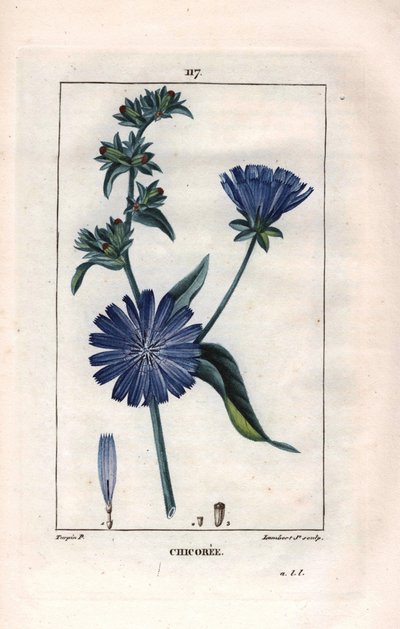 Botanique : chicorée en fleur - Plante et fleur de chicorée, Cichorium intybus. Gravure au pointillé en couleur à la main par Lambert d