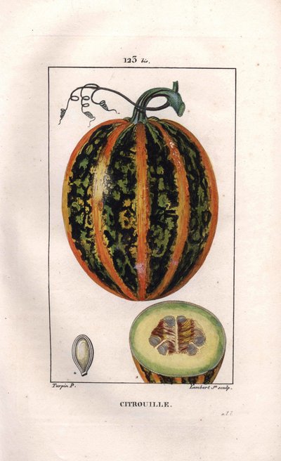 Botanique : citrouille. Gravure en taille-douce coloriée à la main par Lambert d