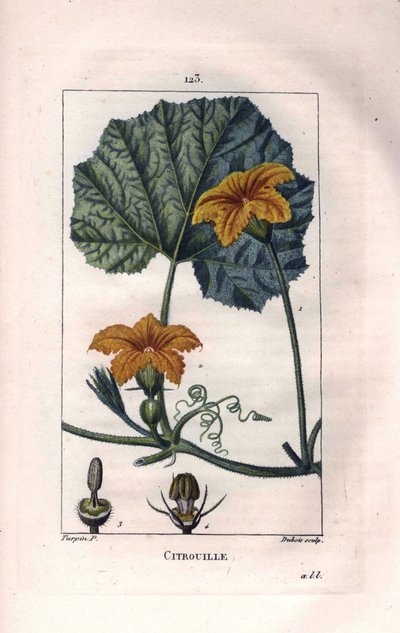 Botanique : fleur de courge - Fleur de citrouille, feuille et vigne, citrouille, Cucurbita pepo. Gravure en taille-douce colorée à la main par Lambert d