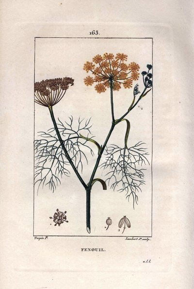 Botanique : Fenouil, fenouil, Foeniculum vulgare. Gravure en taille-douce coloriée à la main par Lambert d