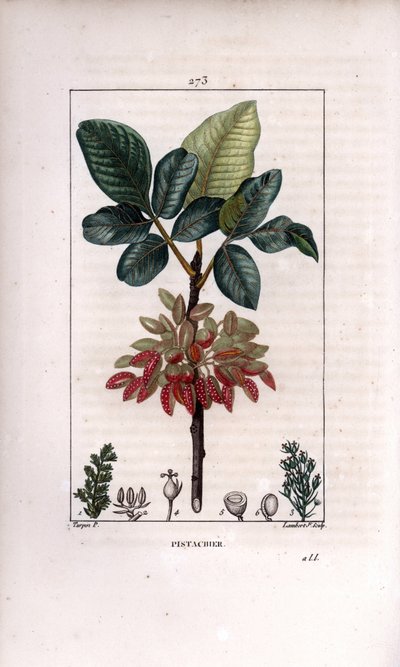 Botanique: Pistachier, branche et fruit (pistachier, Pistacia vera, avec branche, feuilles, fruits mûrs). Gravure en taille-douce en couleur par Lambert Junior d
