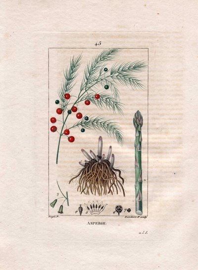 Botanique : asperge - Racine, fleur et fruit d