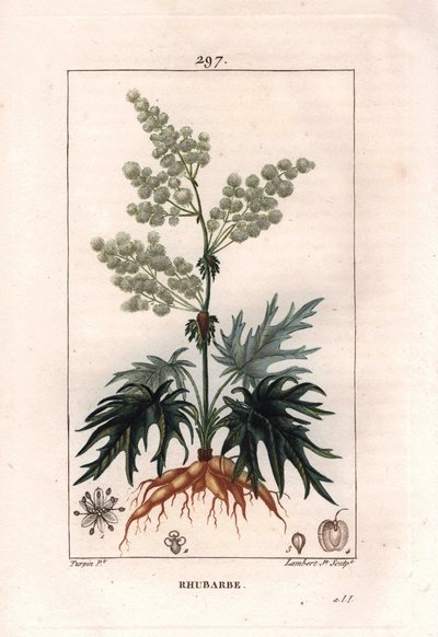 Botanique : rhubarbe - Plante de rhubarbe, feuilles et racines, Rheum rhabarbarum. Gravure en taille-douce colorée à la main par Lambert d