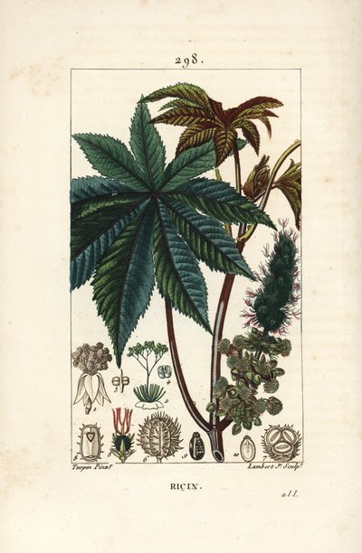 Ricin commun, Ricinus communis, avec feuille, fleur, tige et graine. Gravure en taille-douce coloriée à la main par Lambert Junior d
