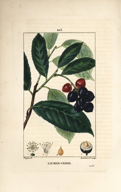 Laurier-cerise - Pierre Jean Francois Turpin