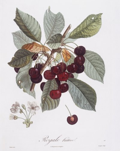 Cerisier (Prunus avium), Henry Louis Duhamel du Monceau, planche botanique par Pierre Jean François Turpin - Pierre Jean Francois Turpin