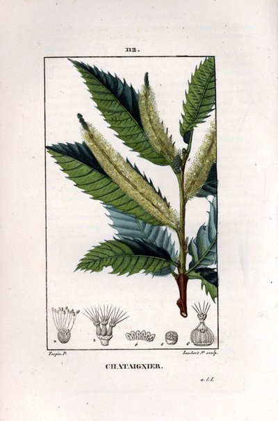 Branche de châtaignier - Châtaignier doux, Castanea sylvestris - Pierre Jean Francois Turpin