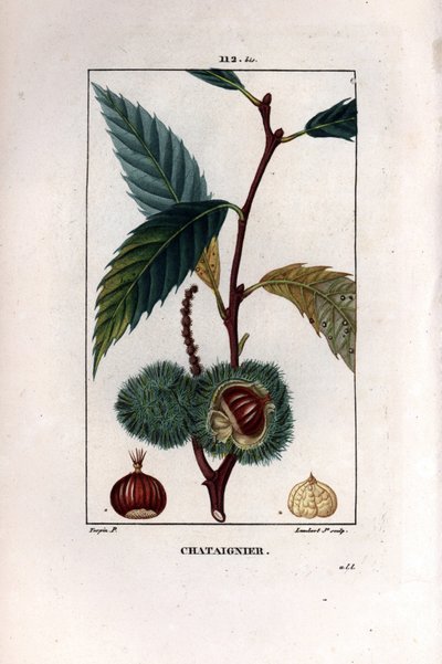 Branche de châtaignier avec fruit - Châtaignier doux, Castanea sylvestris - Pierre Jean Francois Turpin