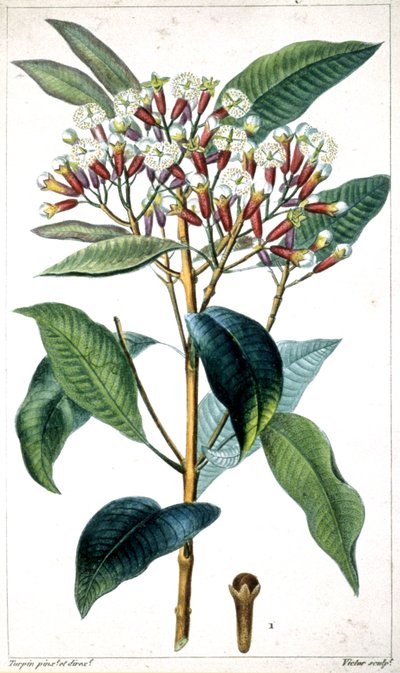 Clou de girofle et arbre à clous de girofle, milieu du XIXe siècle - Pierre Jean Francois Turpin