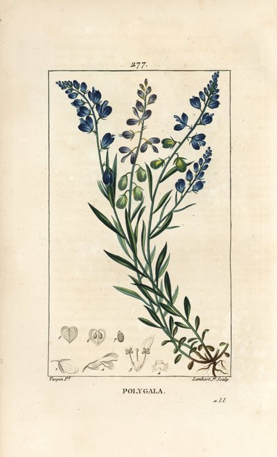Polygale commune - Polygala vulgaris, avec fleur, feuille, tige et racine. Gravure au pointillé en couleur par Lambert Junior d