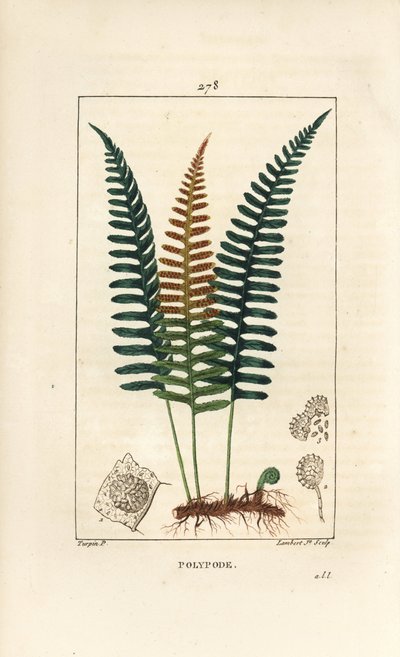 Polypode commun - Pierre Jean Francois Turpin