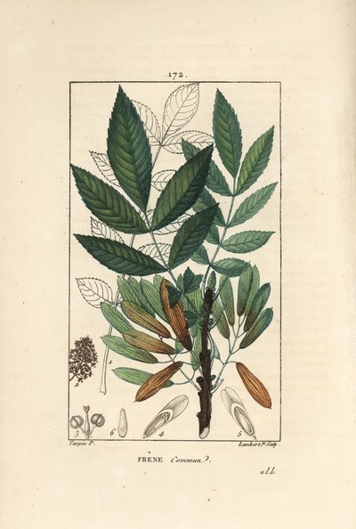 Frêne commun ou frêne élevé - Frêne, Fraxinus excelsior, montrant branche, feuilles, graines et feuille en contour - Pierre Jean Francois Turpin