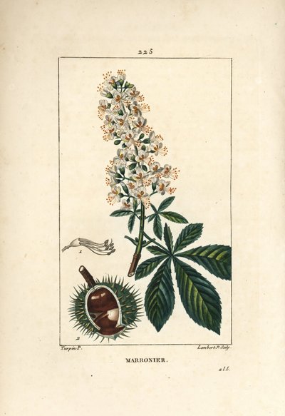 Châtaignier commun - Pierre Jean Francois Turpin