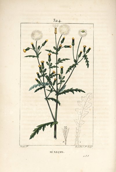 Séneçon commun - Séneçon vulgaire, Senecio vulgaris, avec fleur, feuille, graine, tige et contour de feuille - Pierre Jean Francois Turpin