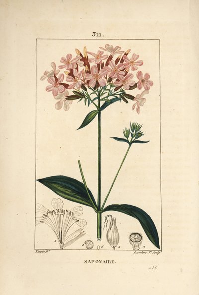 Saponaire officinale, Saponaria officinalis, avec fleur, feuille, tige et graine - Pierre Jean Francois Turpin
