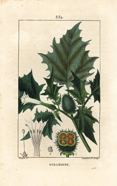 Datura officinal, Stramoine ou pomme épineuse - Datura stramonium. Gravure en taille-douce coloriée à la main par Lambert Junior d