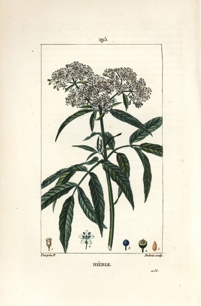 Sureau nain - Sureau nain, Sambucus humilis - Pierre Jean Francois Turpin