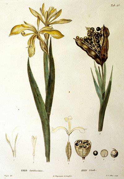 Iris fétide, gravé par L. J. Allais (gravure coloriée à la main) - Pierre Jean Francois Turpin